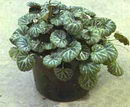 Mother of thousands